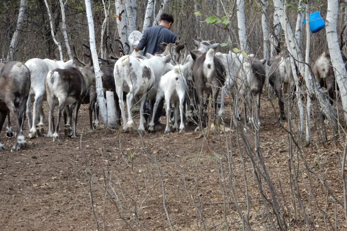 The Oroqen nation - man with goats